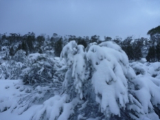 Snow laden branches