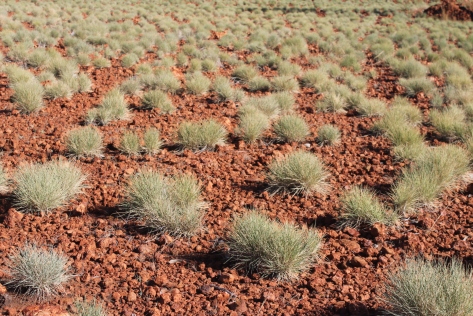 The Spinifex Steppe