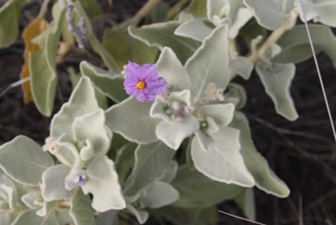 Flannel Bush: Solanum lasiophyllum